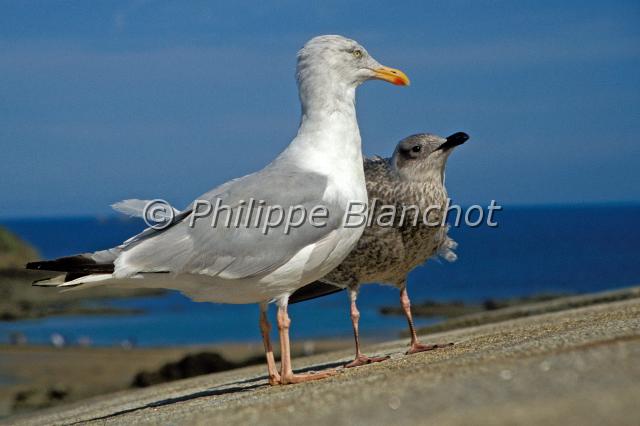 larus argentatus.JPG - Larus argentatusGoéland argenté (adulte et jeune)Herring GullCharadriiformes, LaridaeCôtes d'Armor, France